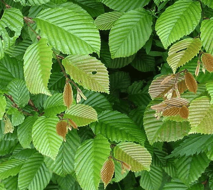 Bomen_snoeien_wanneer