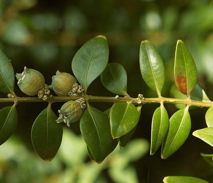 Buxus_bol_kunst