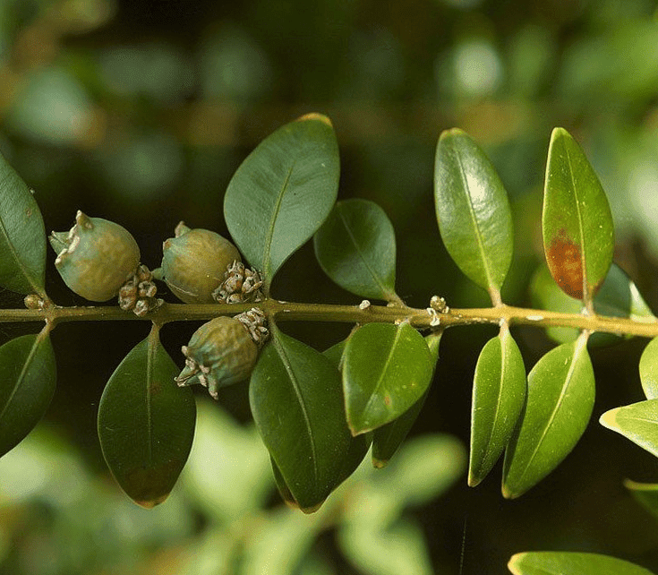 Buxus_snoeien_in_bolvorm_wanneer