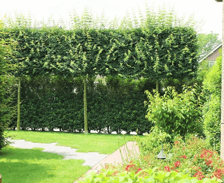 Groenblijvende_bomen_voor_kleine_tuin