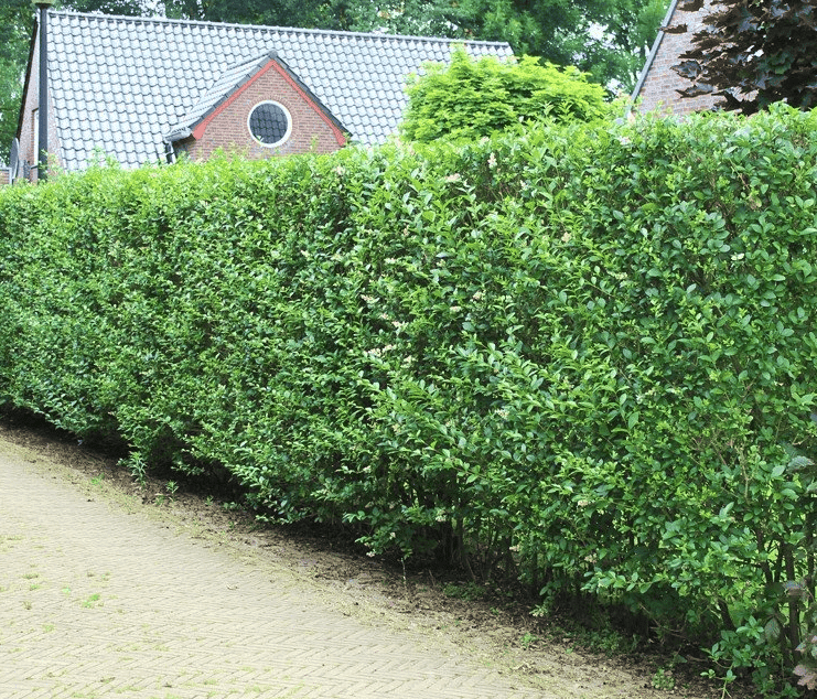 hout woordenboek herhaling Groenblijvende haag snelgroeiend | Haag & Heg