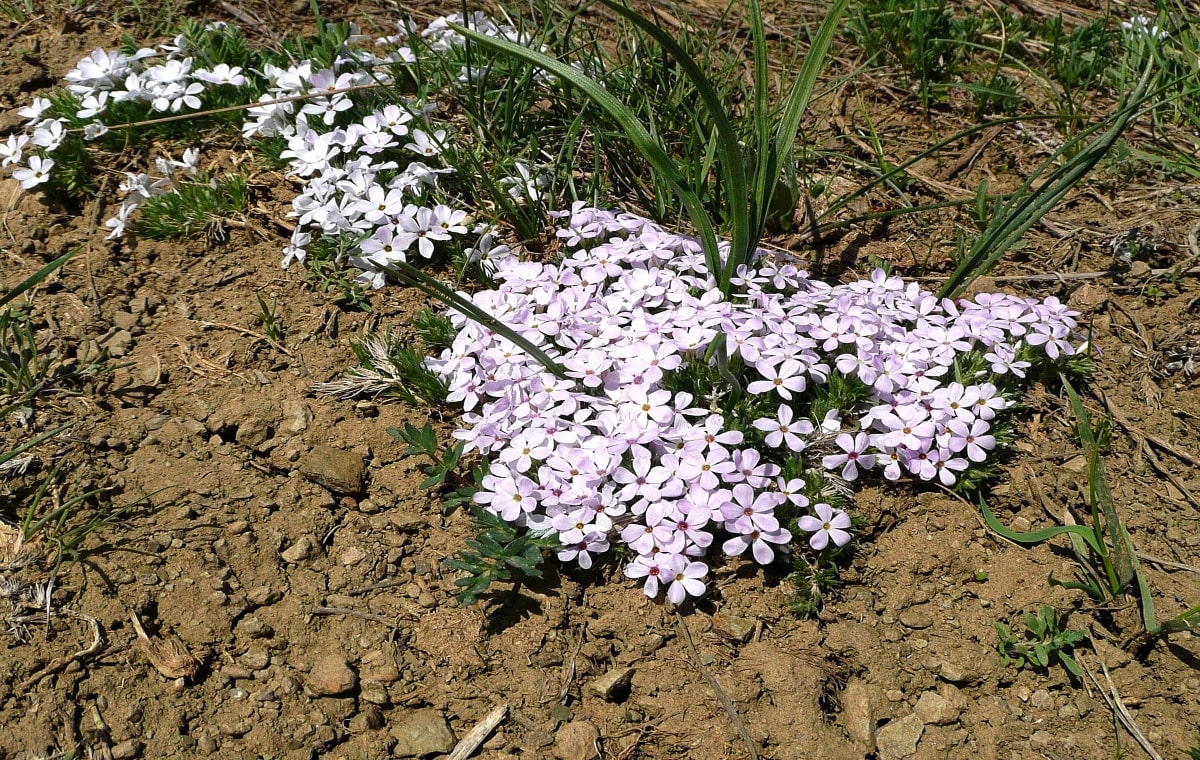 Haag droge grond