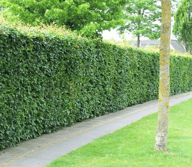 Bibliografie fluit Kudde Hoeveel Beukenhaag planten per meter? | Haag & Heg