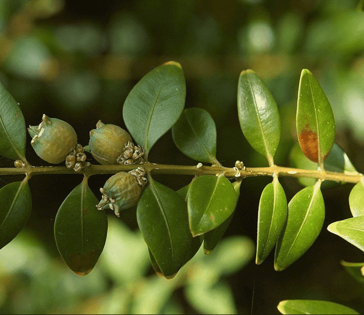 Hoeveel_buxus_per_meter