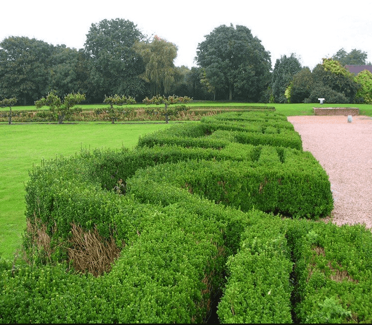 verbrand pijnlijk Wierook Hoeveel liguster planten per meter? | Haag & Heg