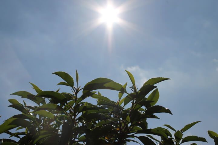 haagplanten in de zomer zo houd u ze mooi