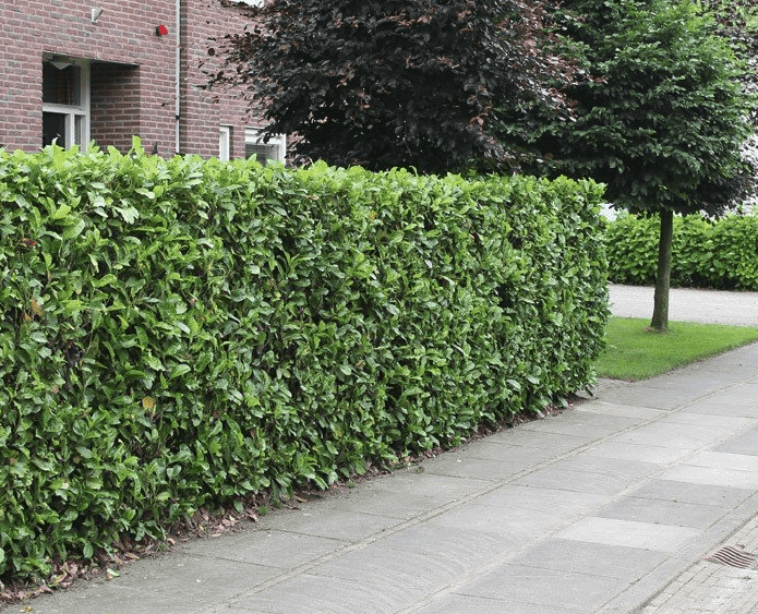 Laurier_planten_wanneer