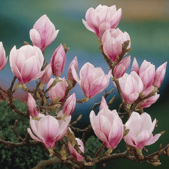 Magnolia_water_geven