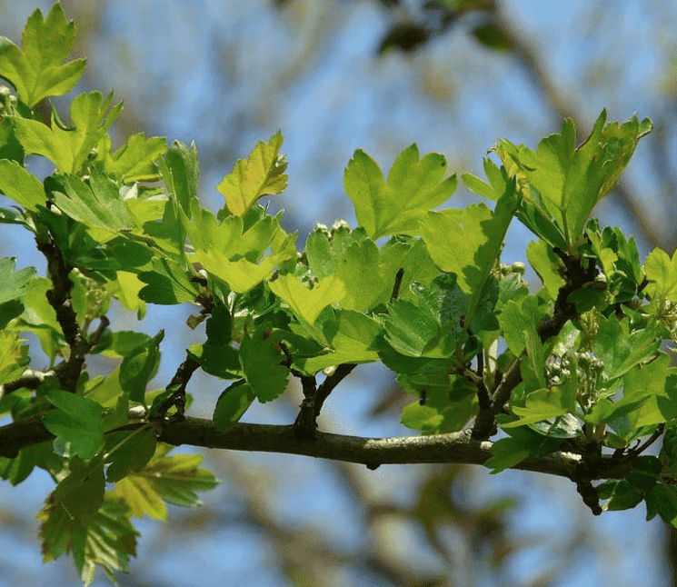 Meidoorn_planten_wanneer