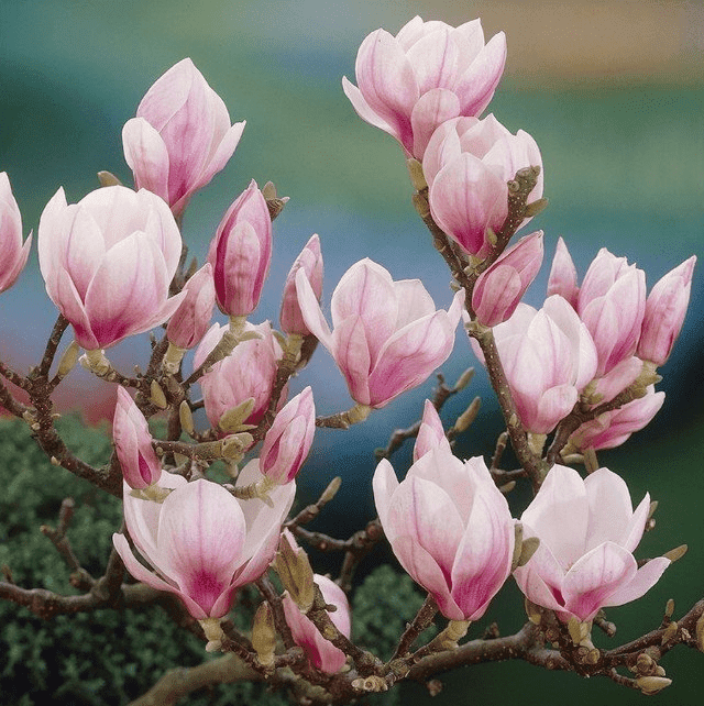 Mooie vaste planten | Haag Heg