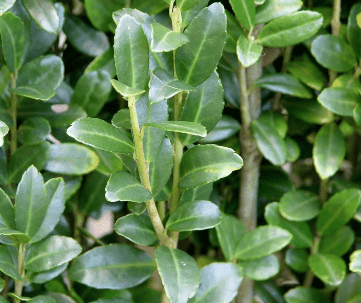 Natuurlijke_groene_tuinafscheiding