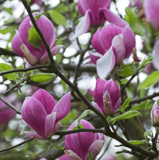 Nieuwe_tuin_aanleggen