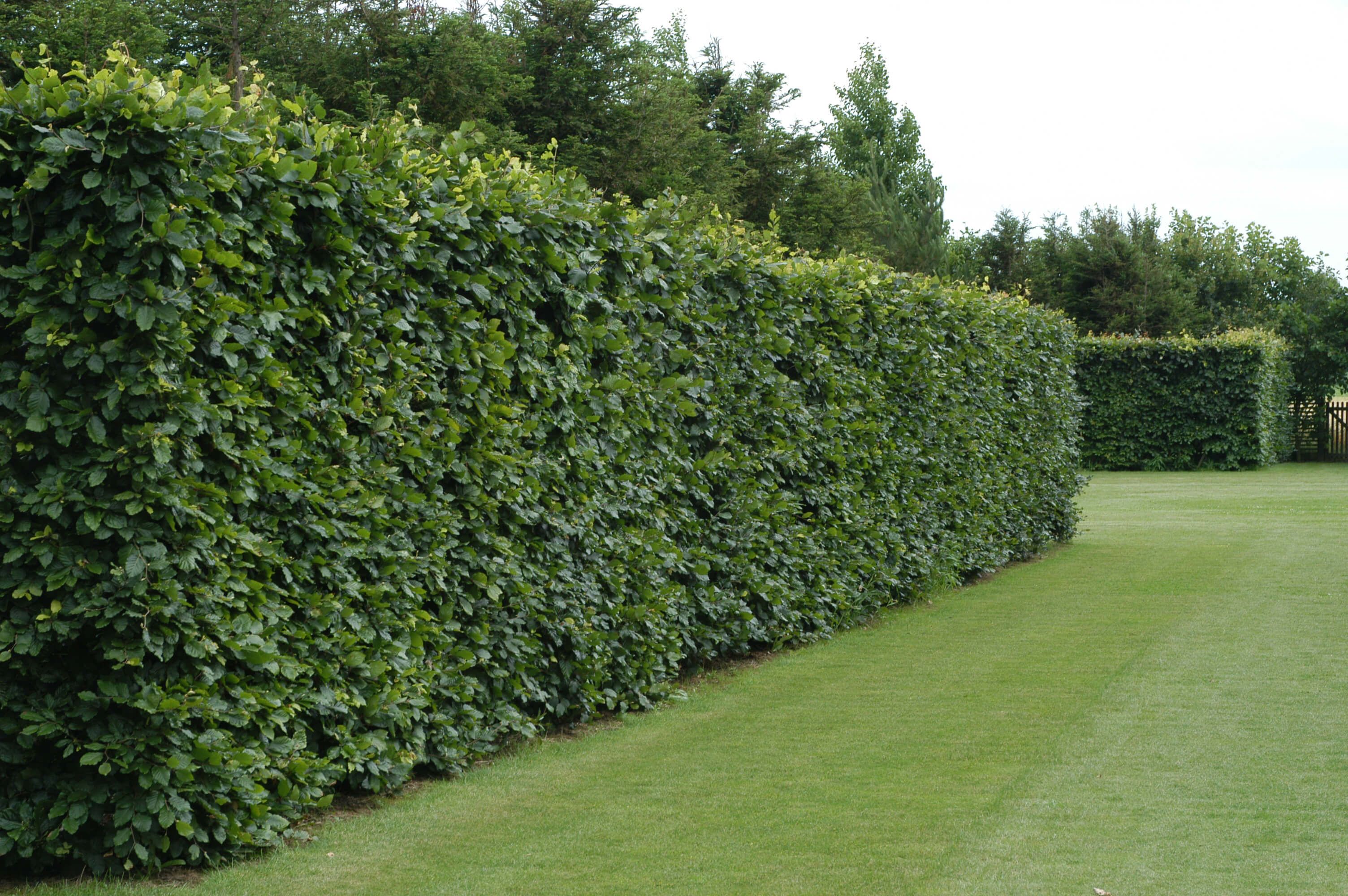 Privacy in tuin creëren