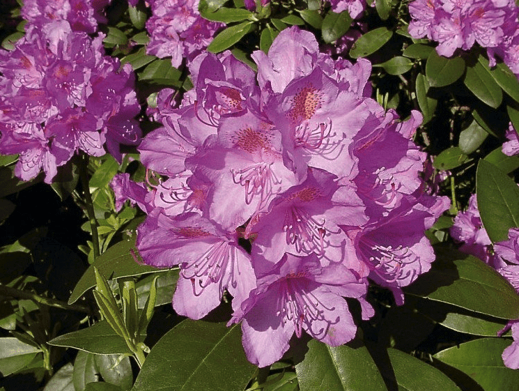 Bewatering Rhododendron: hoe en wanneer?