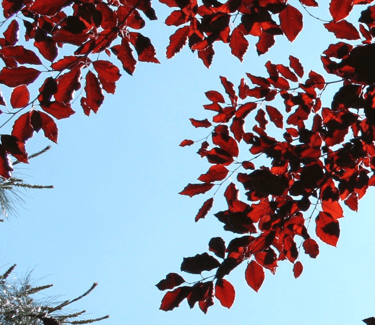 Rode_beukenhaag_planten