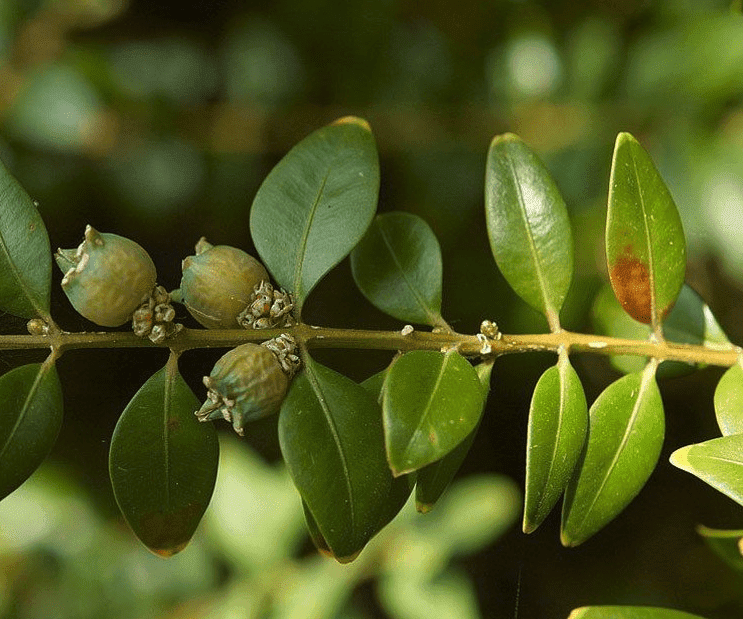 Rupsen_in_de_buxus_wat_te_doen