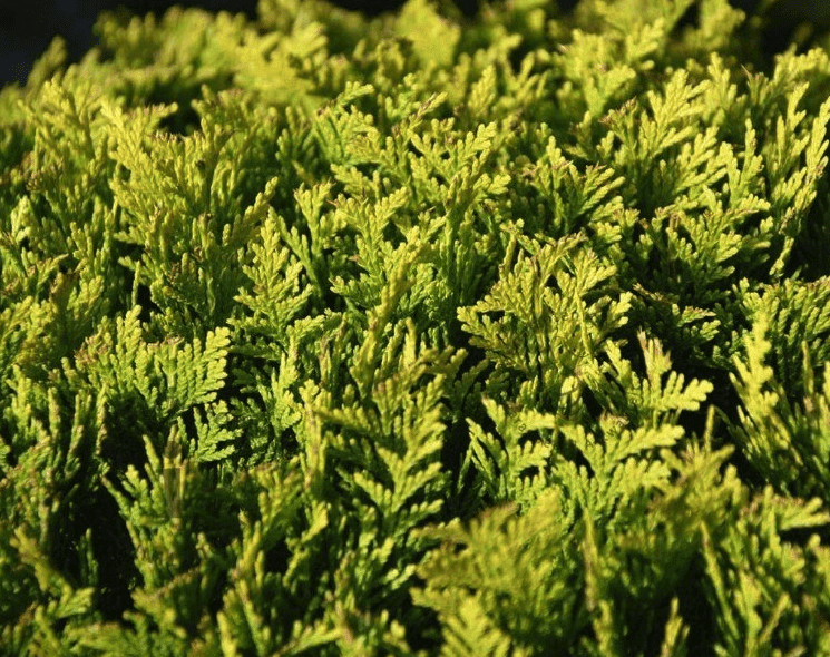 Smalle_haag_die_groen_blijft_in_winter