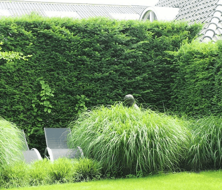 Taxus_Baccata_planten_tips