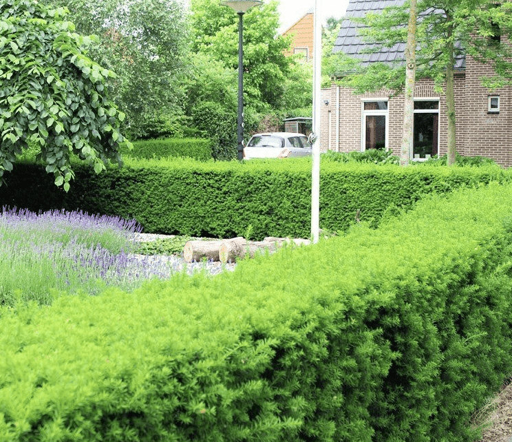 Taxus_bewatering