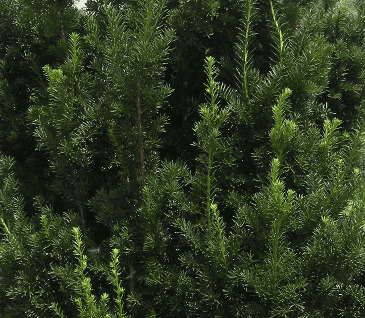 Taxus_verzorging