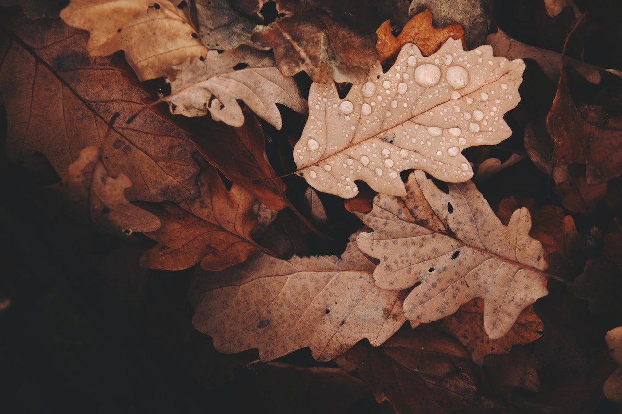 Wat te doen in de tuin in september?