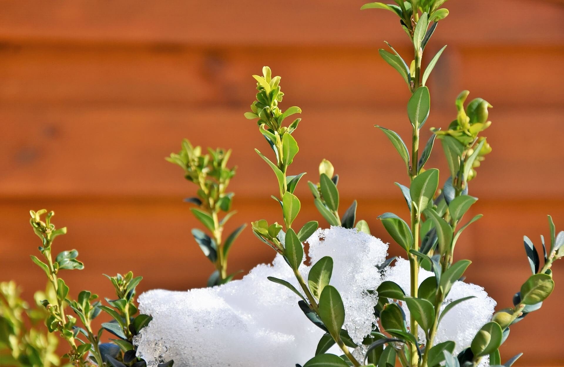 Tuin_winterklaar_maken