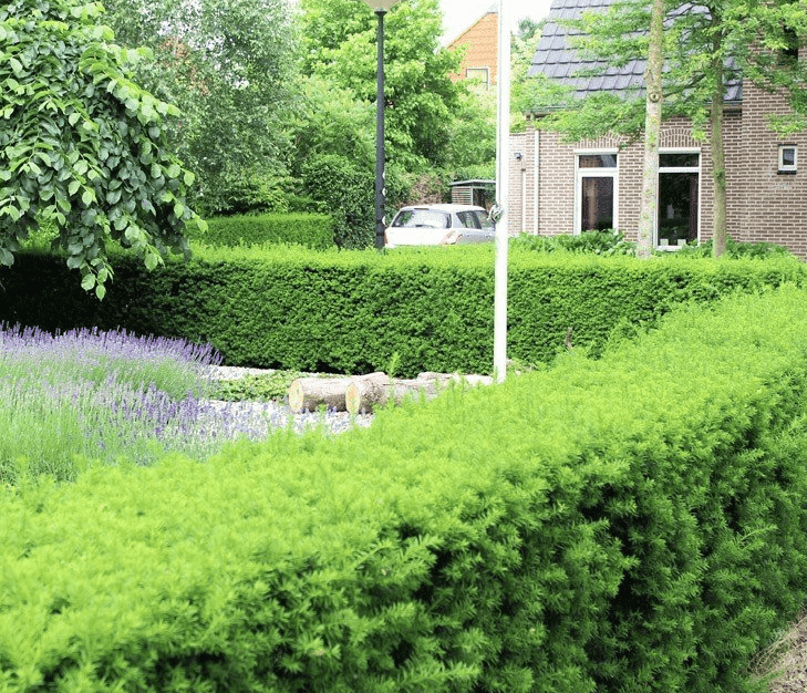 Vaste planten voor in de tuin Haag &