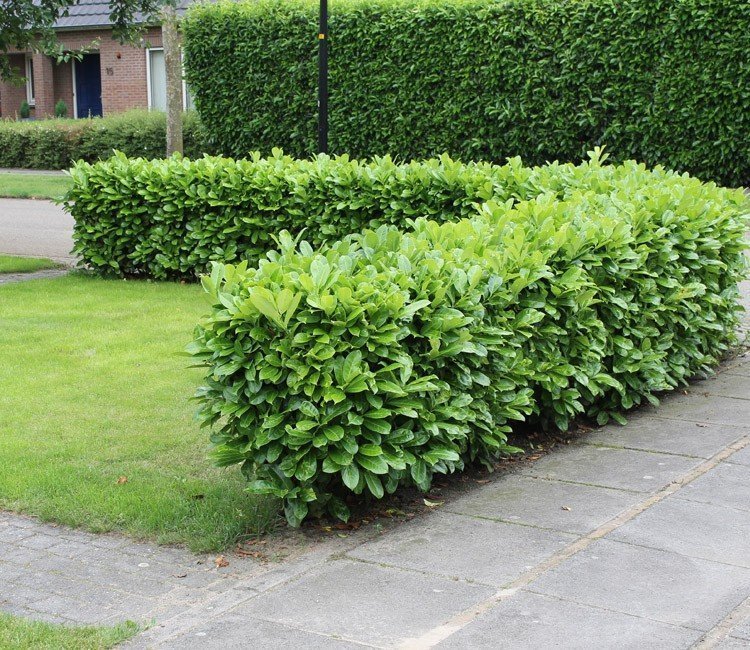 Veelgemaakte_fouten_aanplanten