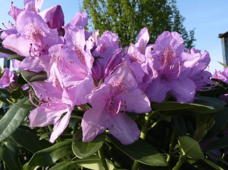 Verzorging_Rhododendron