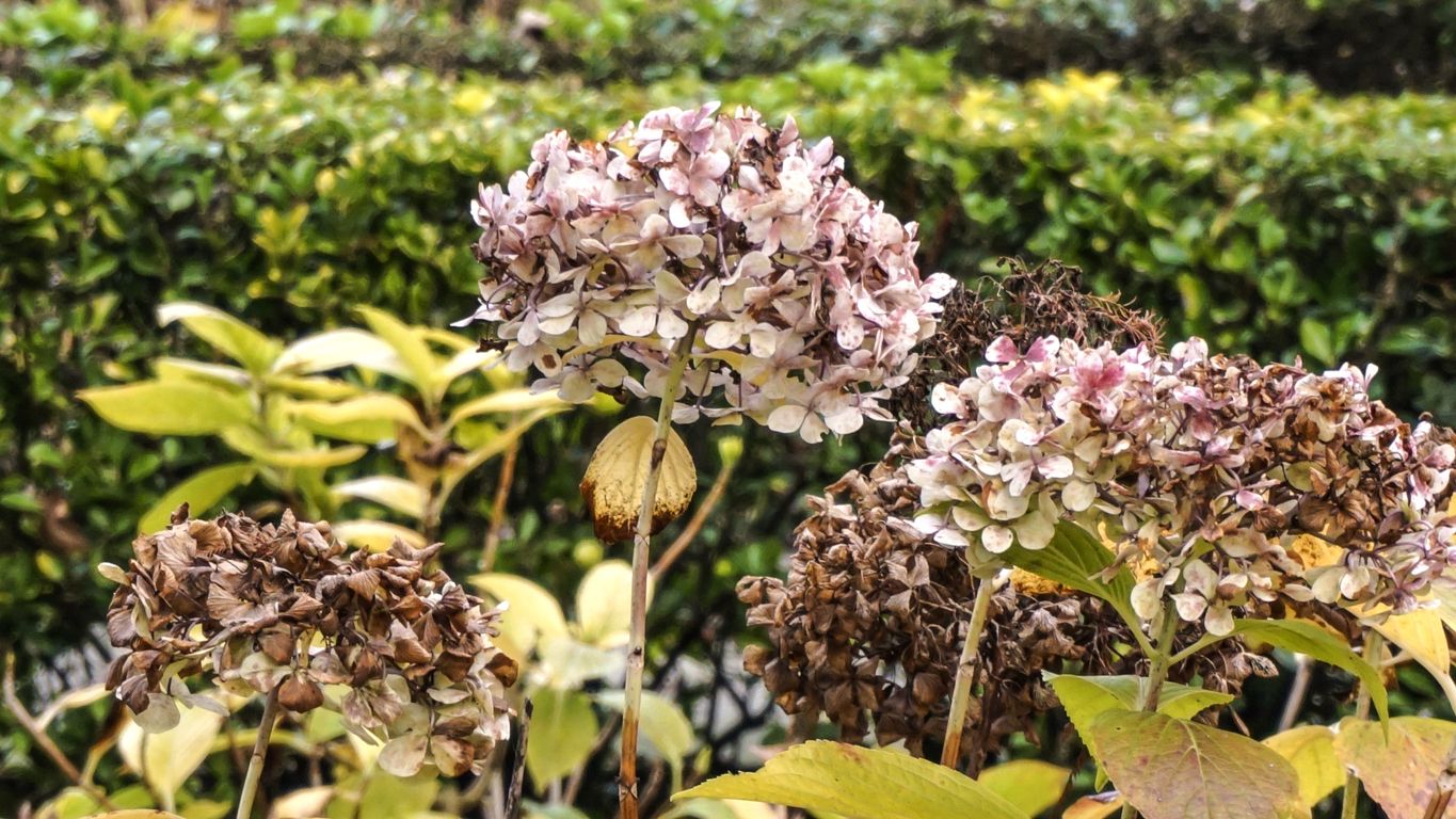 Wanneer dode bloemen uit een hortensia knippen? 