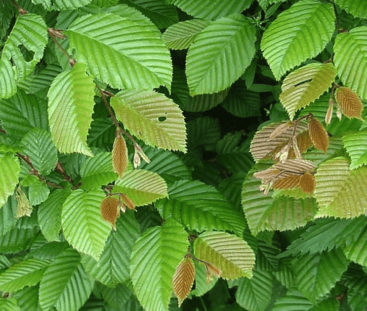 Wanneer_haagbeuk_planten