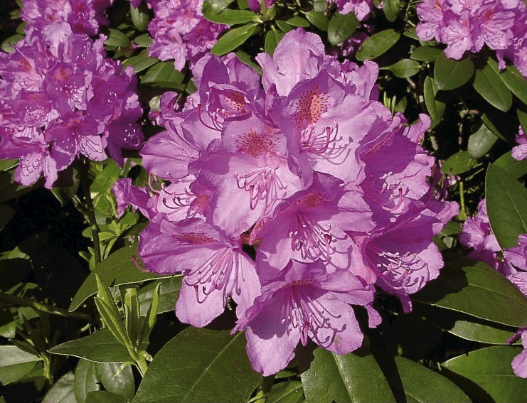 Wanneer_rhododendron_planten