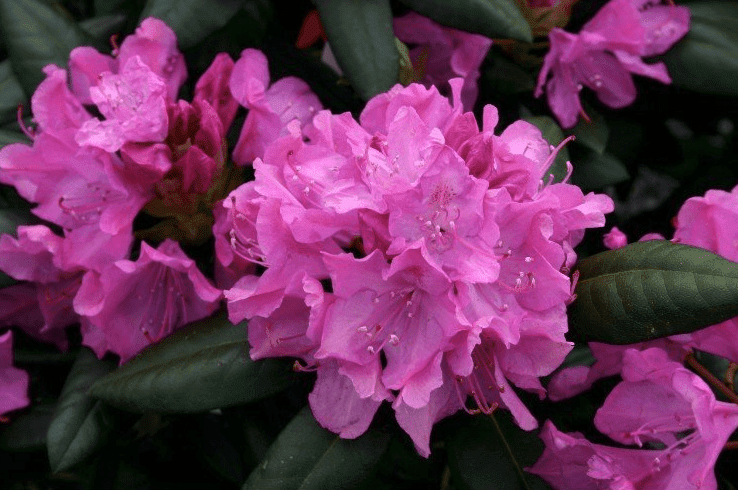 Water_geven_Rhododendron