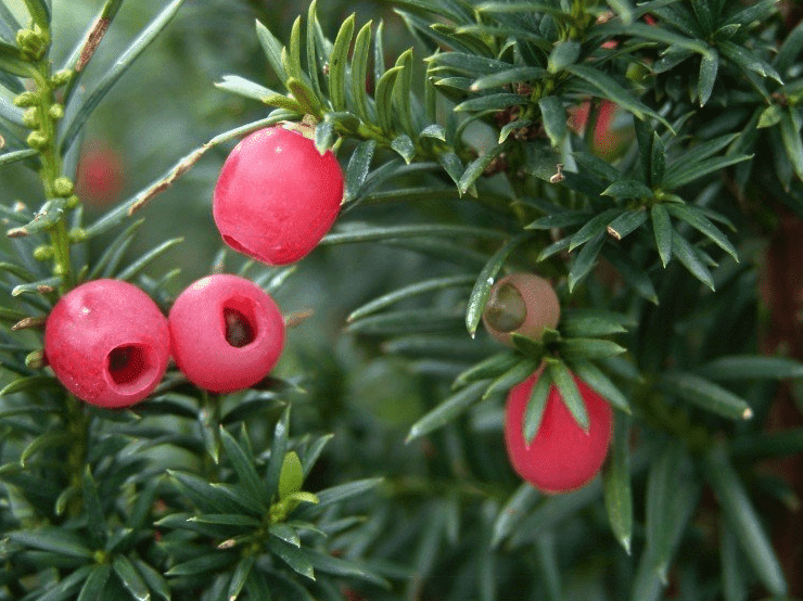 Water_geven_Taxus