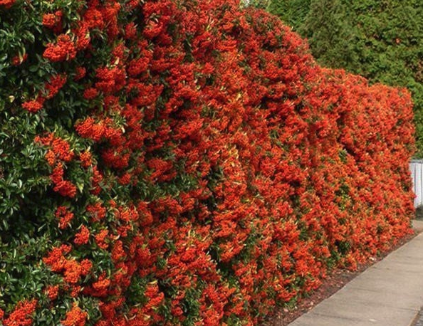 Winterharde_struiken_met_bloemen