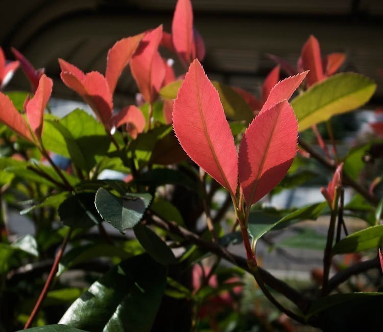 bijzondere_vaste_planten