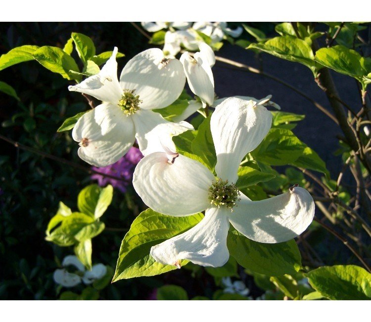 bloeiende_planten_in_het_voorjaar_1