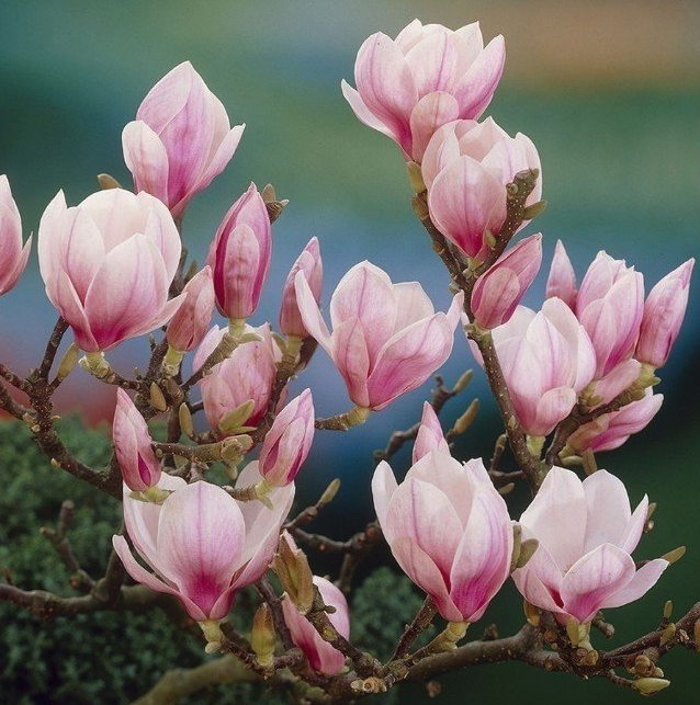 bloeiende_vaste_planten