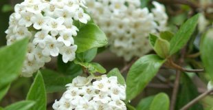 calloutviburnum