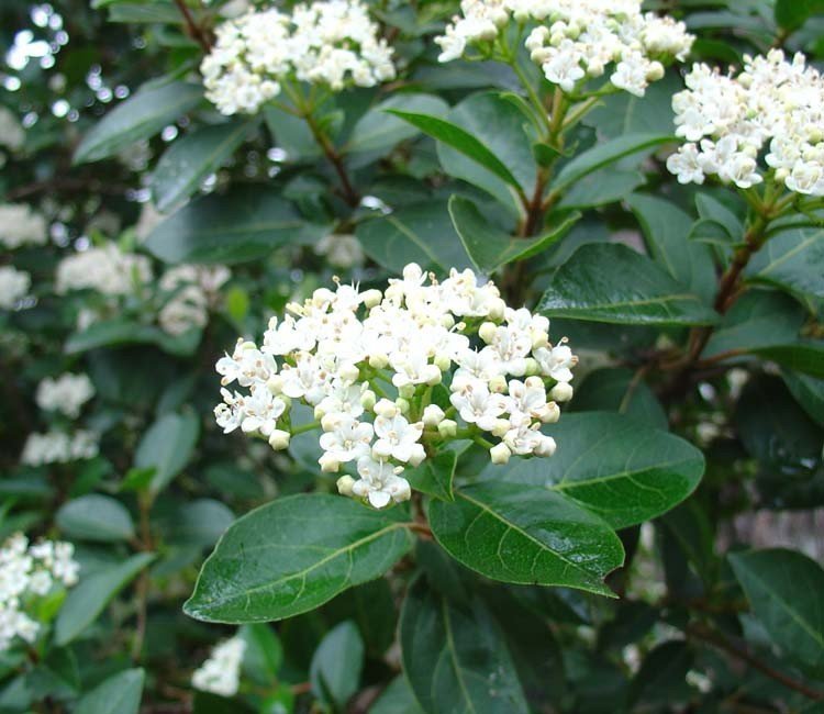 beneden Maladroit Minimaliseren Groenblijvende struik met witte bloemen | Haag & Heg