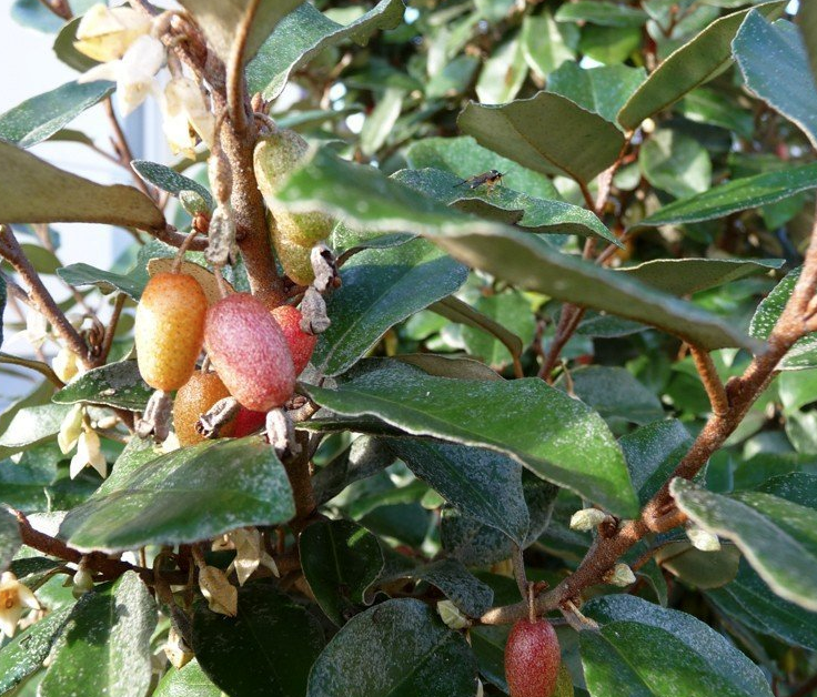 groenblijvende_winterharde_planten