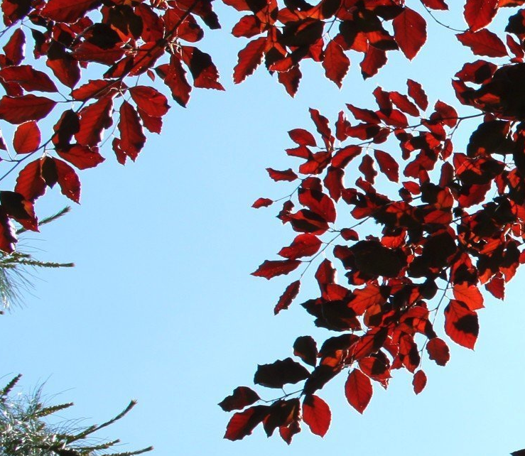 haag_met_rood_blad