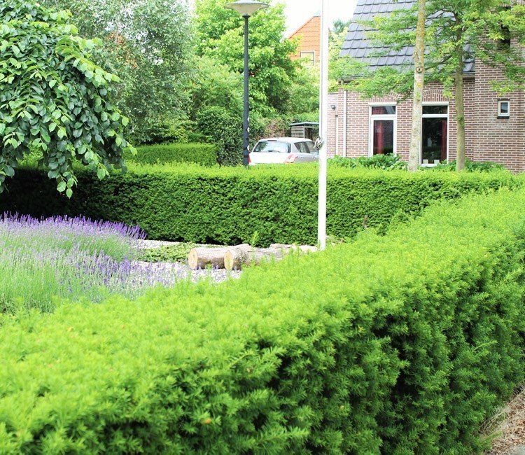 hoeveel-taxus-per-meter