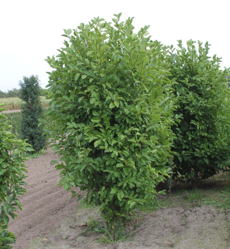 verdrietig meer en meer infrastructuur Kleine bomen op stam | Haag & Heg