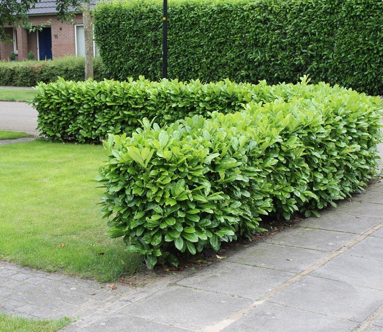 lage_tuinafscheiding_voortuin