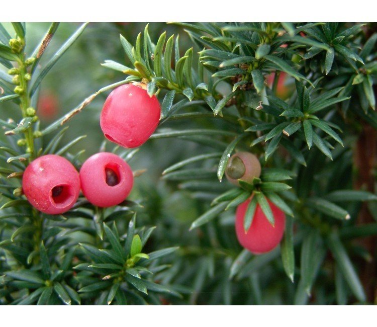 taxus_bessen_in_de_herfst