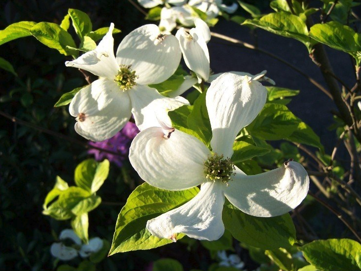 tuin_struiken_met_bloemen