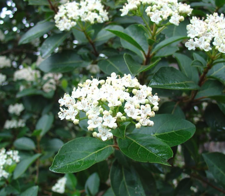 tuin_voorbereiden_voor_de_winter