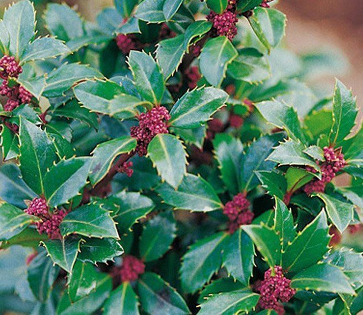 vaste_planten_in_bloembakken