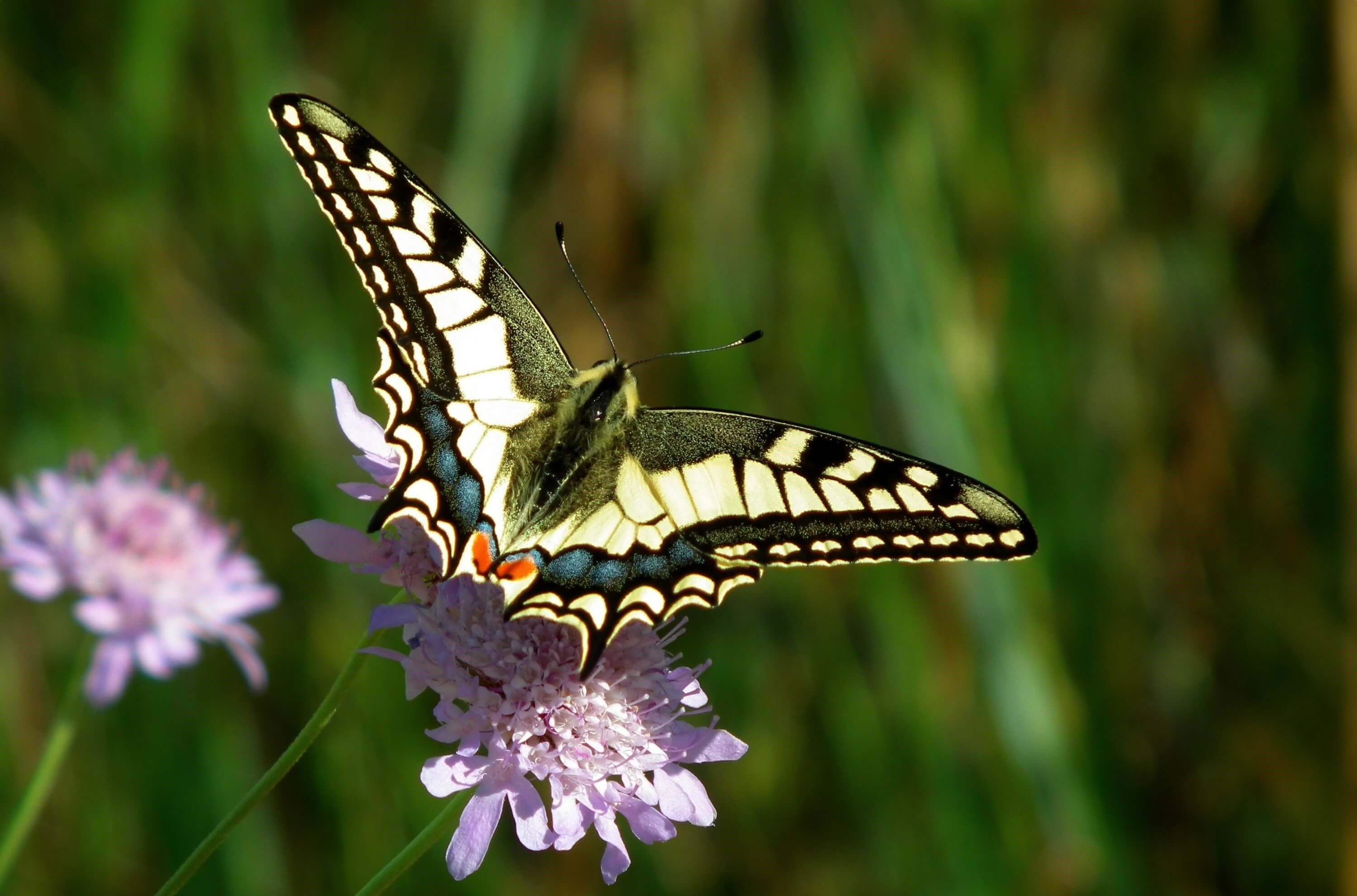 Vlinders in de tuin: Tips voor een aantrekkelijk tuinontwerp